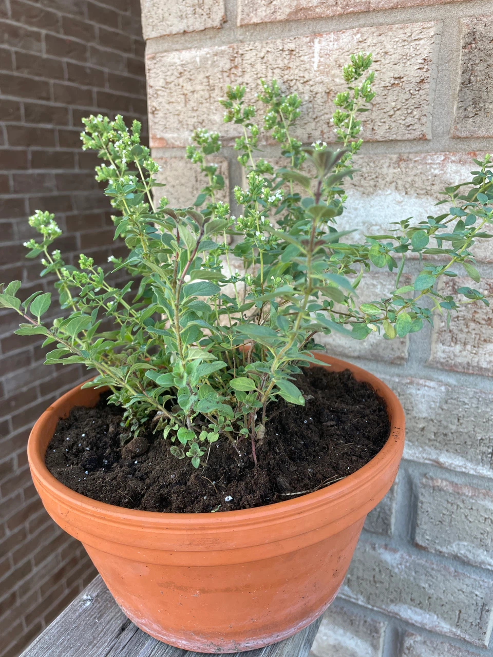 Oregano Plant in Terracotta Pot