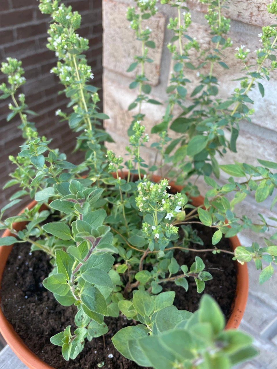 Oregano Plant in Terracotta Pot - photo 2