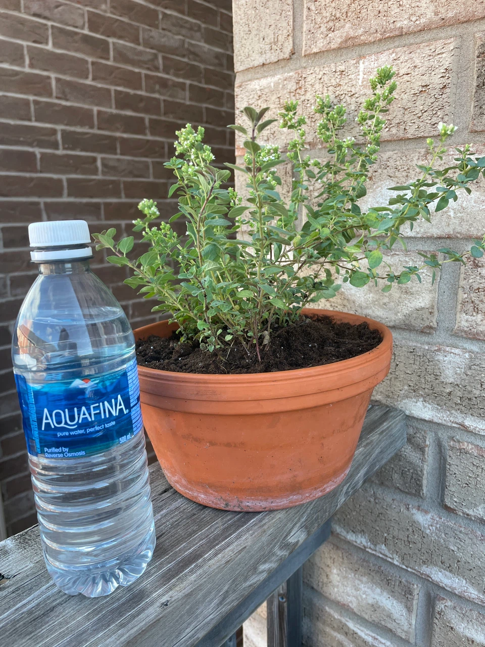 Oregano Plant in Terracotta Pot - photo 3