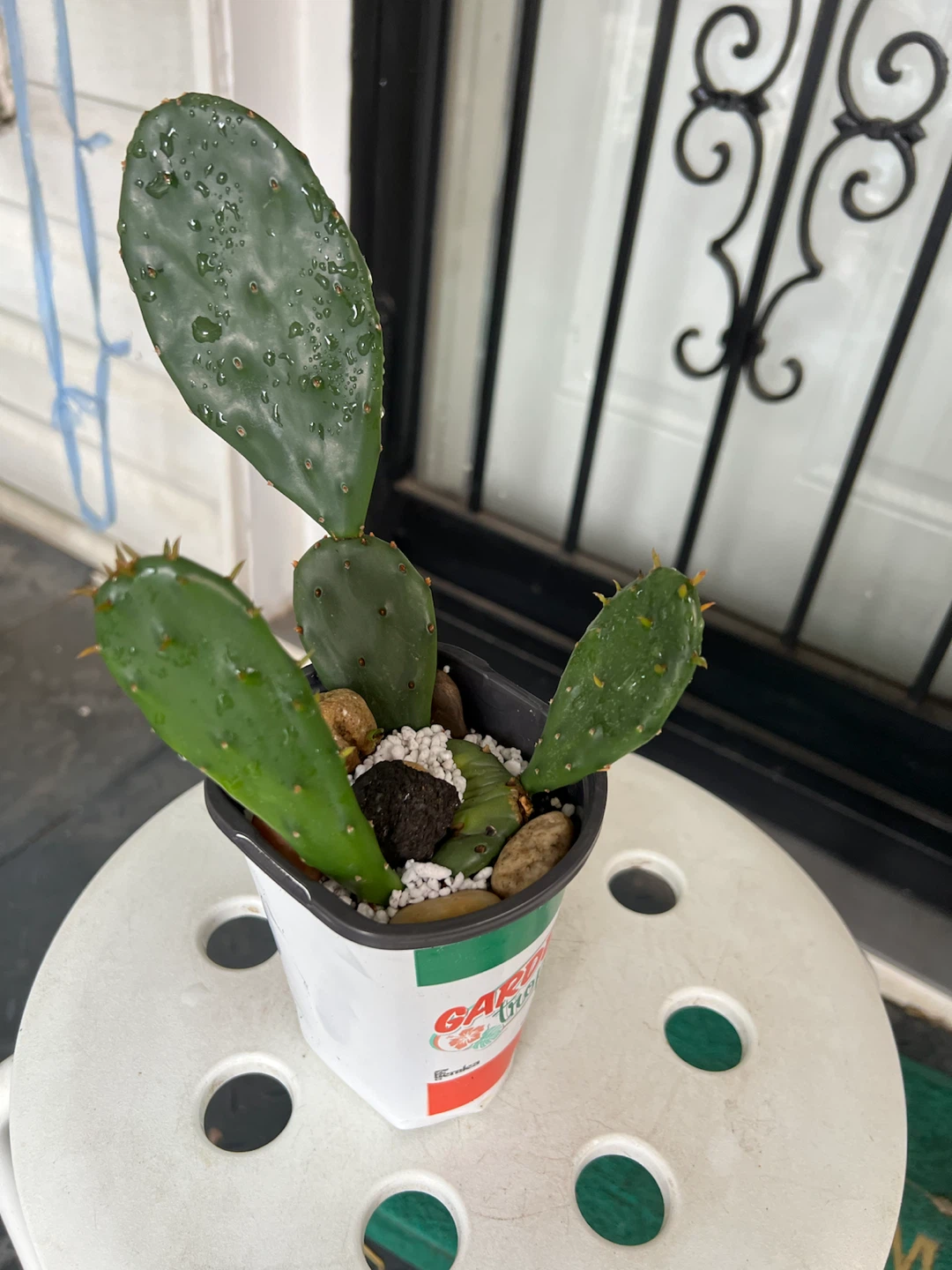 Opuntia Cactus Plant