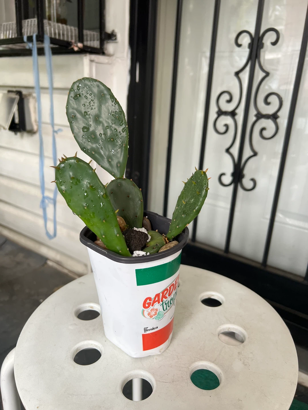 Opuntia Cactus Plant - photo 2