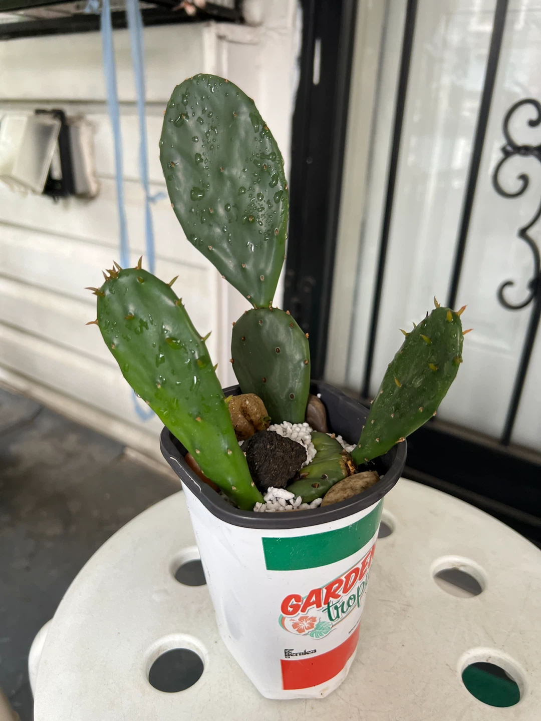 Opuntia Cactus Plant - photo 3