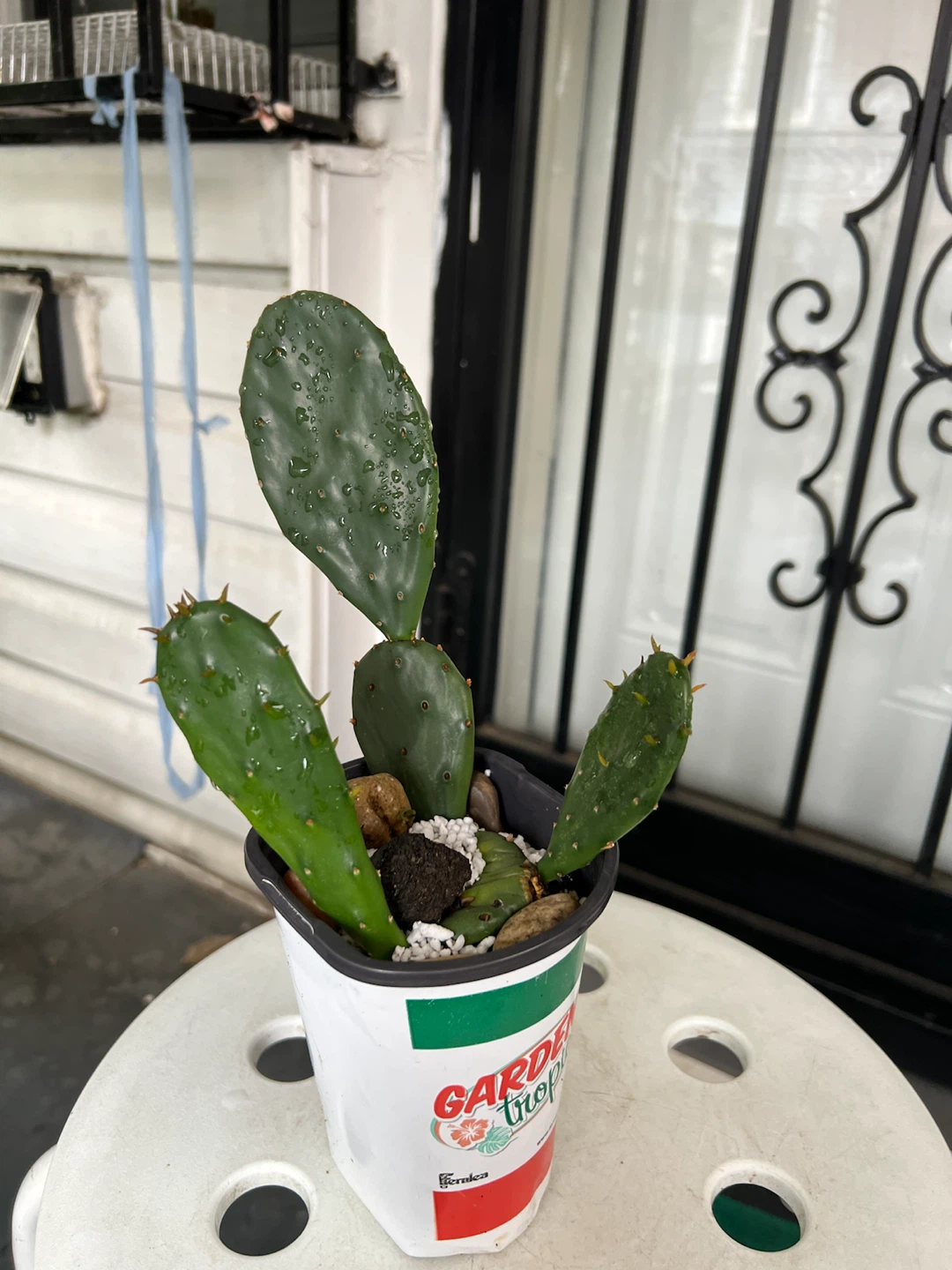 Opuntia Cactus Plant - photo 4