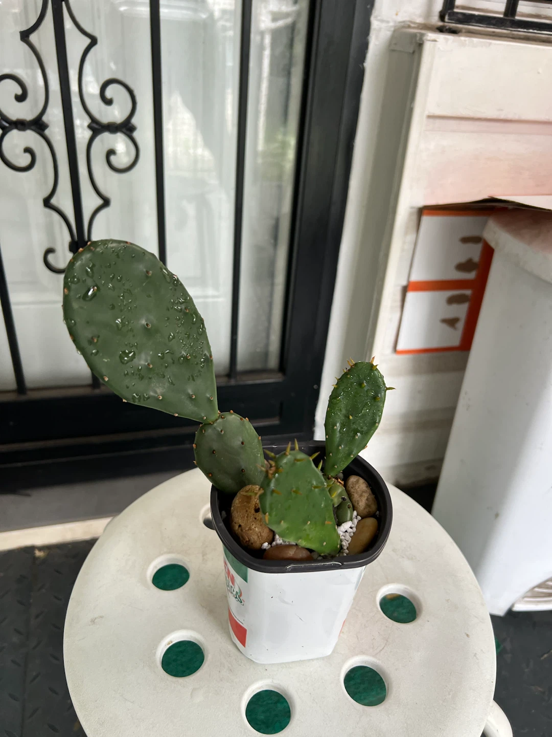 Opuntia Cactus Plant - photo 5