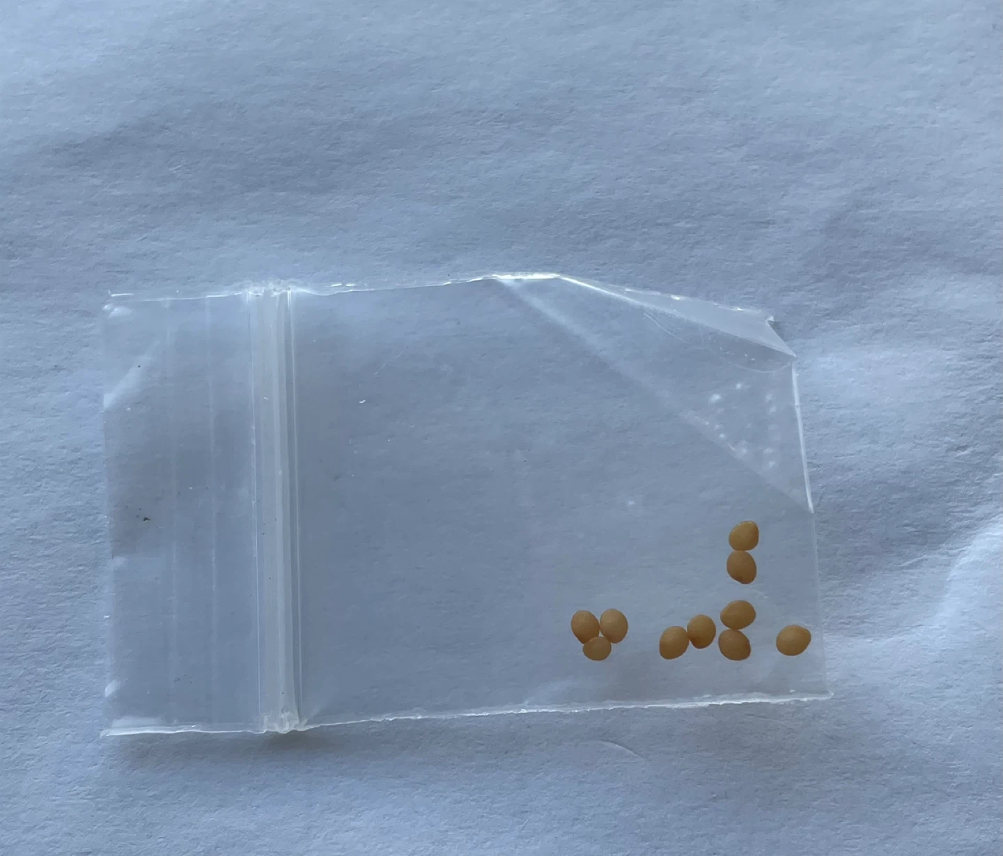 Golden berry/Cape Gooseberry seeds