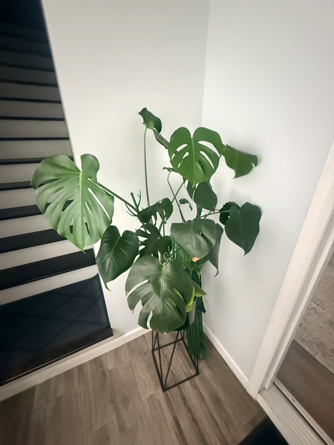 Large Monstera Deliciosa + Metal Plant Stand