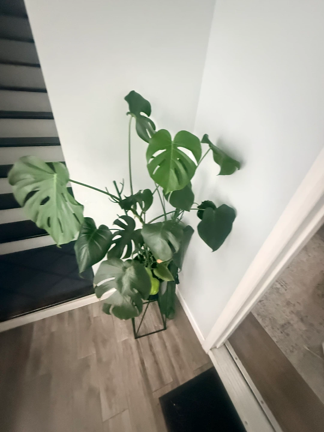 Large Monstera Deliciosa + Metal Plant Stand - photo 2