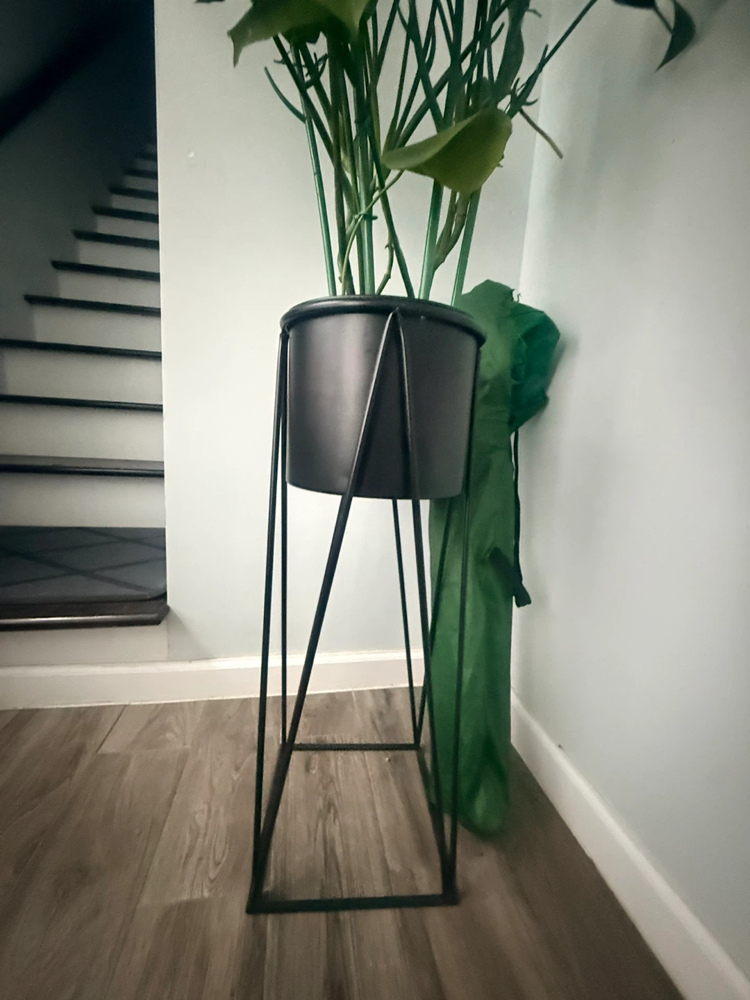 Large Monstera Deliciosa + Metal Plant Stand - photo 3