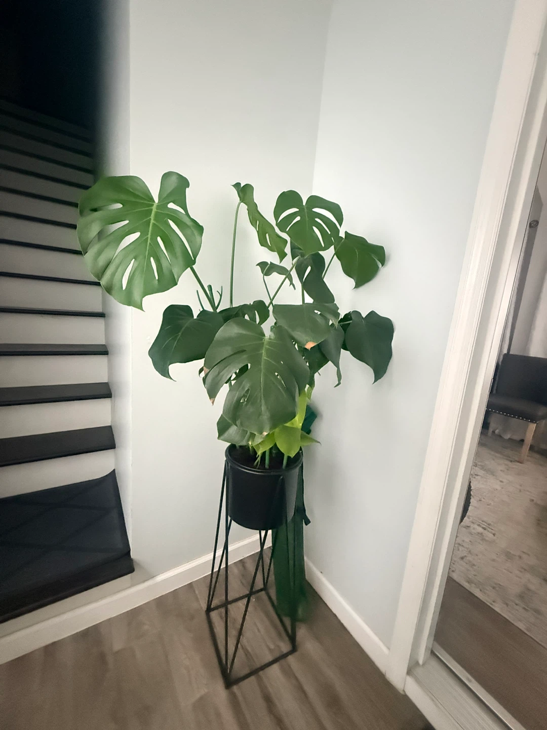 Large Monstera Deliciosa + Metal Plant Stand - photo 4