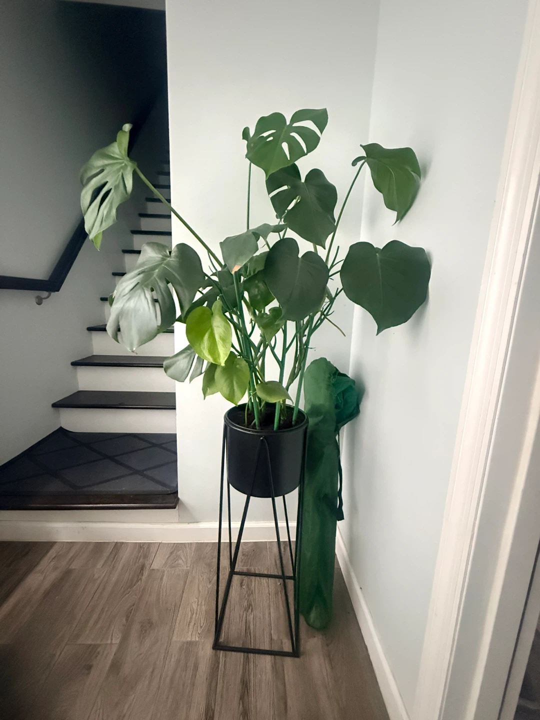 Large Monstera Deliciosa + Metal Plant Stand - photo 5