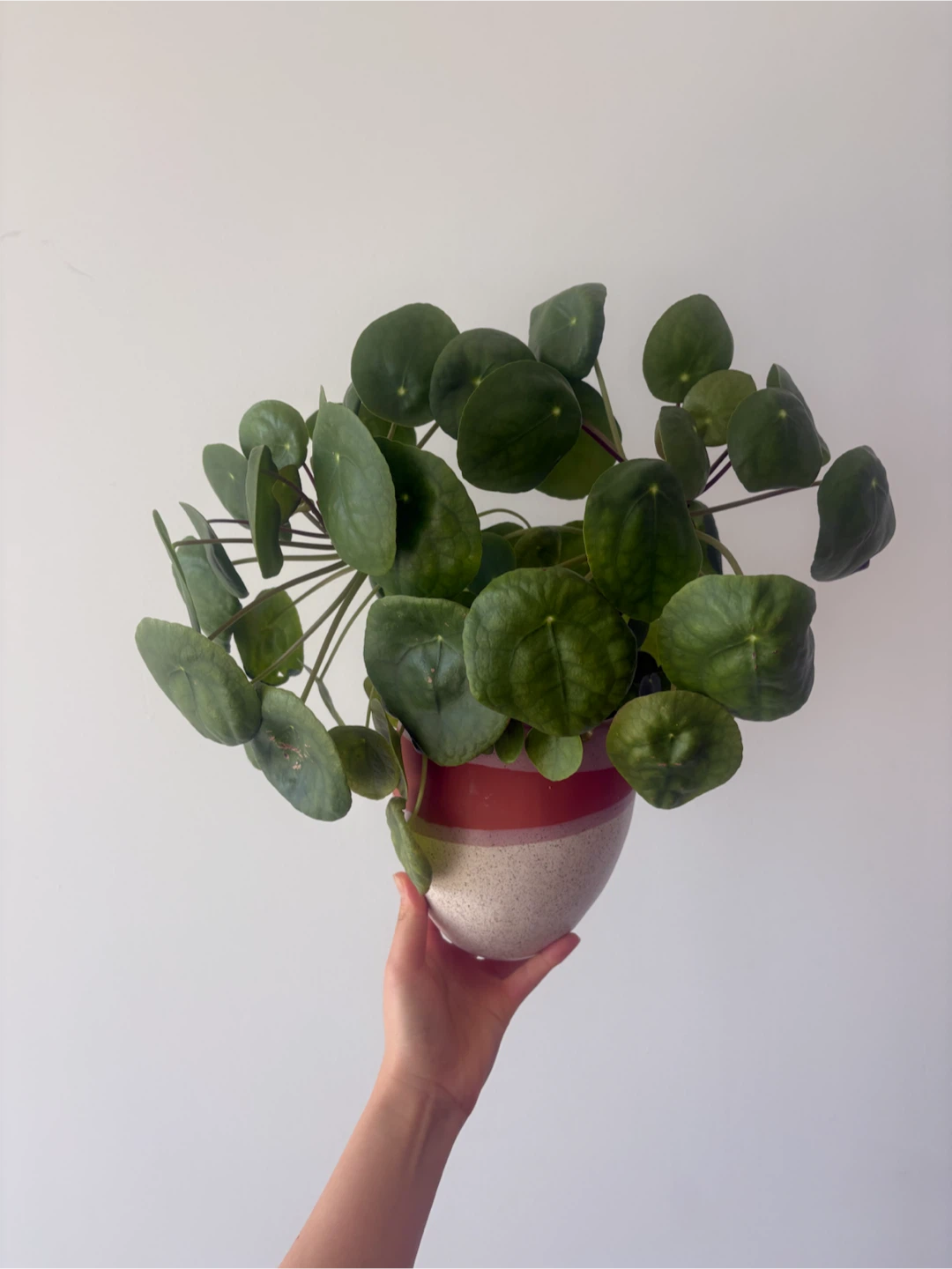 Healthy Peperomia Plant + Clay Pot - photo 2