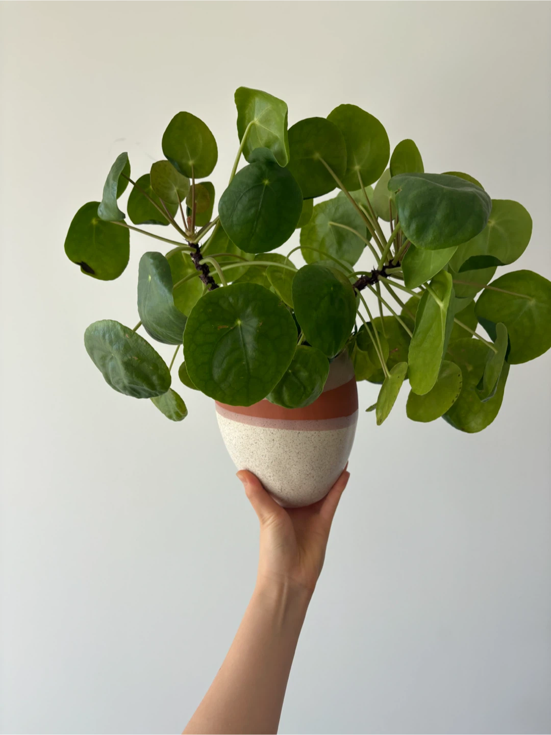 Healthy Peperomia Plant + Clay Pot