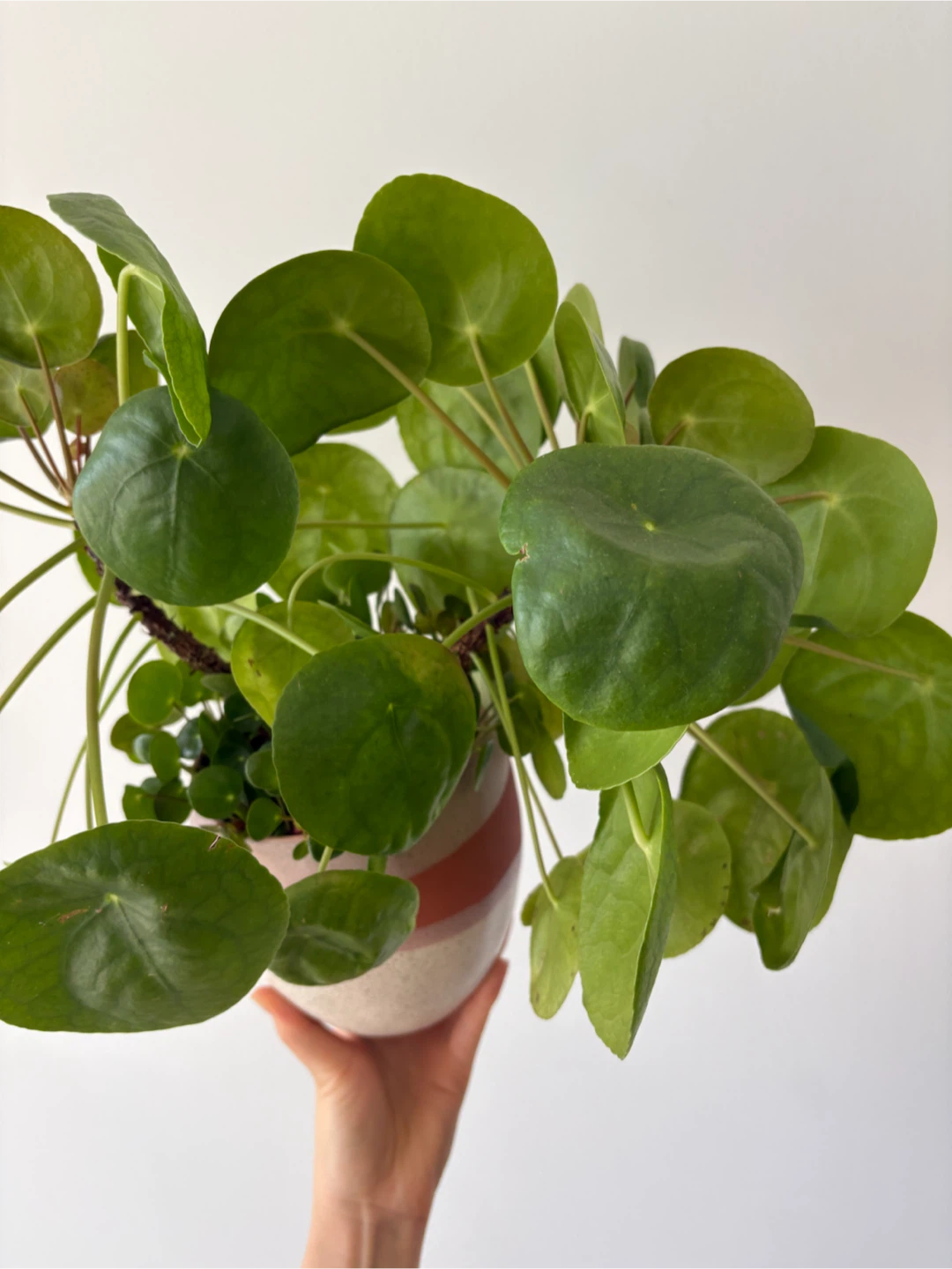 Healthy Peperomia Plant + Clay Pot - photo 3