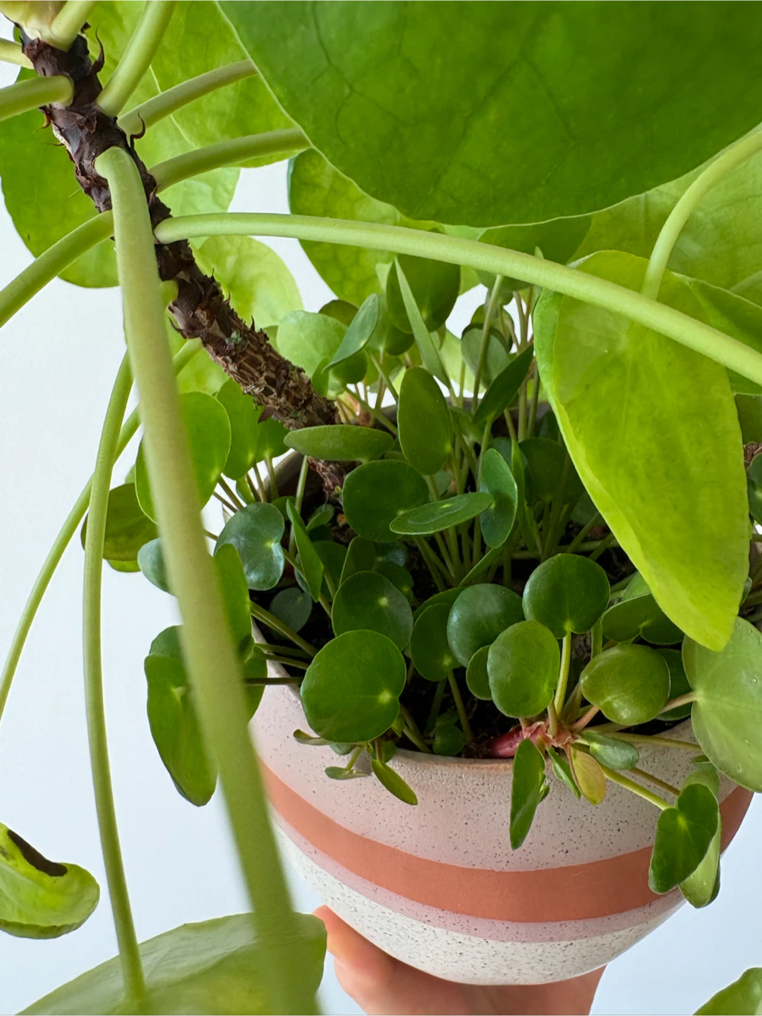 Healthy Peperomia Plant + Clay Pot - photo 4