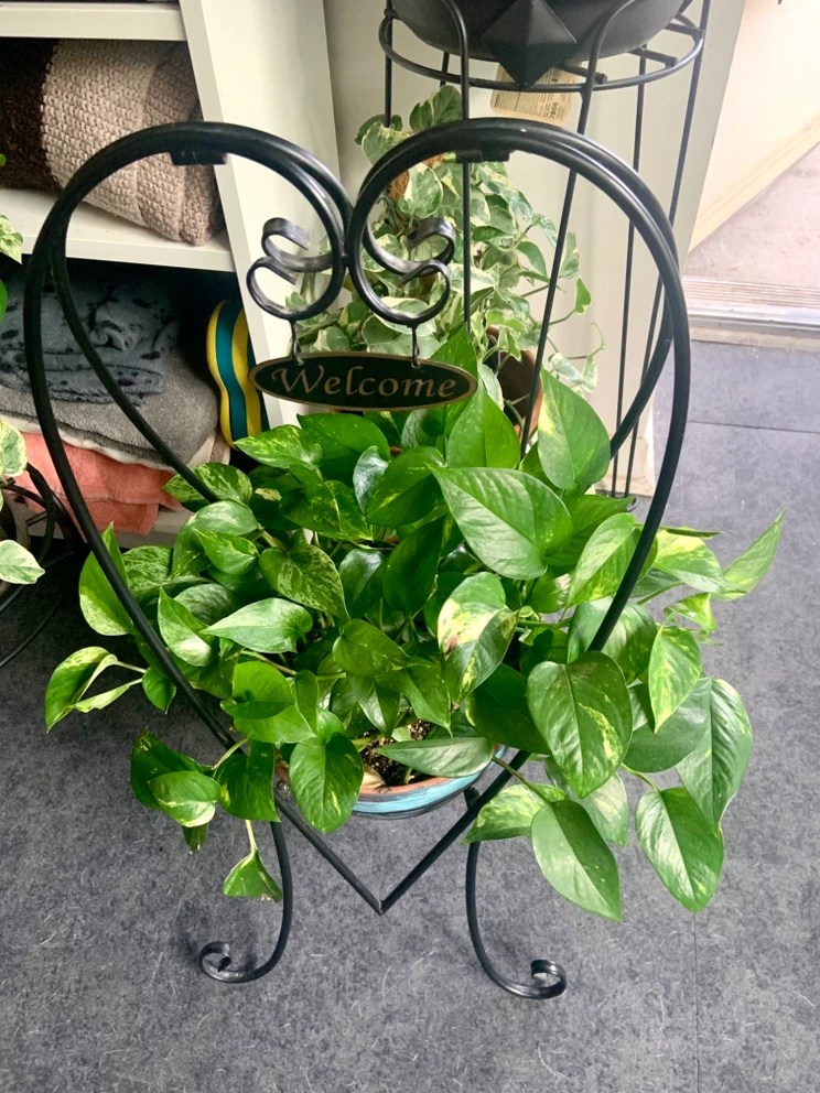 Pothos plant in decorative heart stand - photo 2