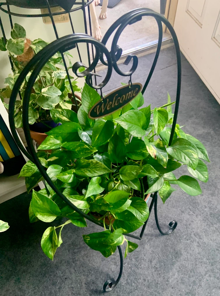 Pothos plant in decorative heart stand
