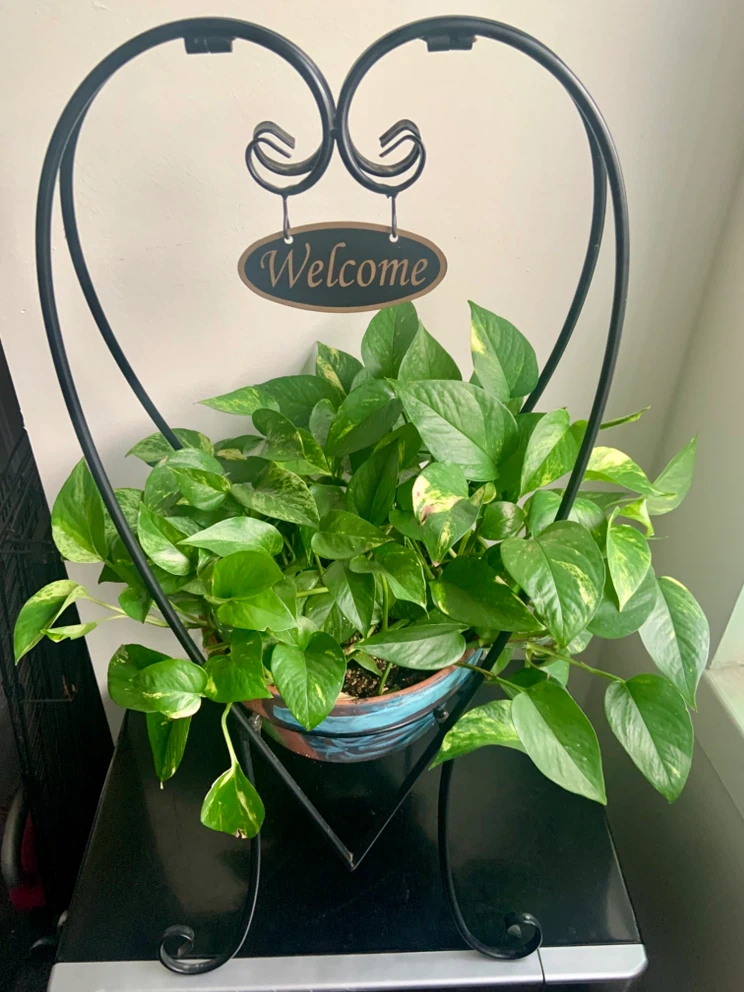 Pothos plant in decorative heart stand - photo 3