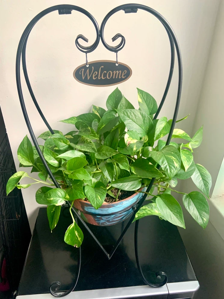 Pothos plant in decorative heart stand - photo 4