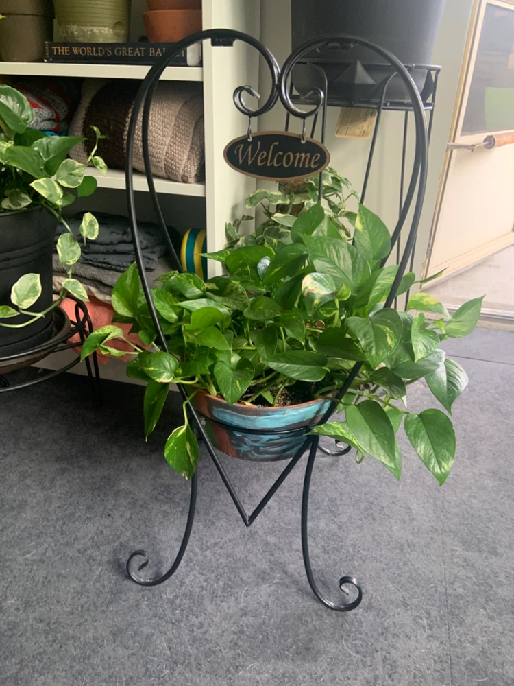 Pothos plant in decorative heart stand - photo 5