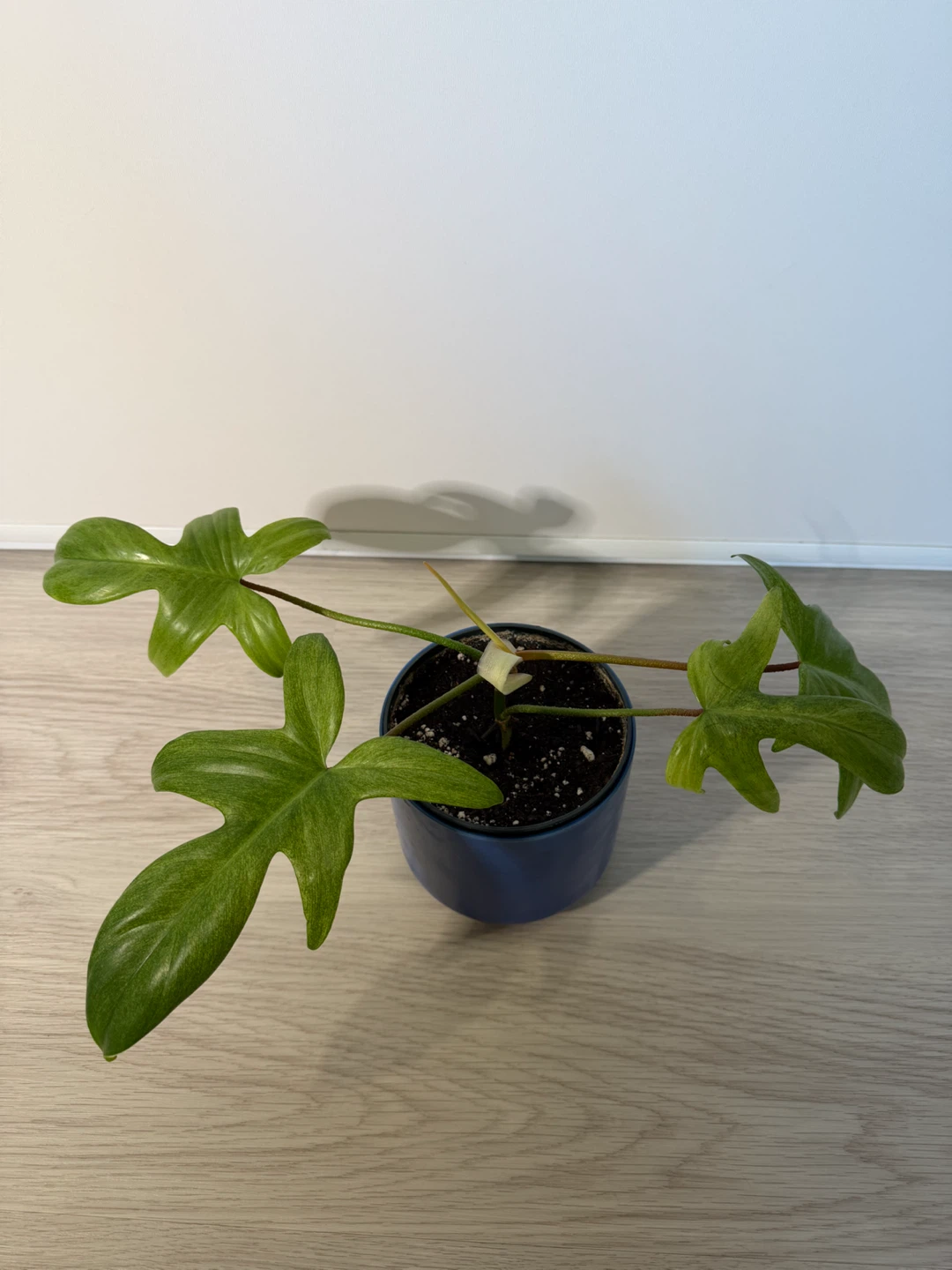 Healthy Philodendron Florida Ghost Plant in a Blue Pot