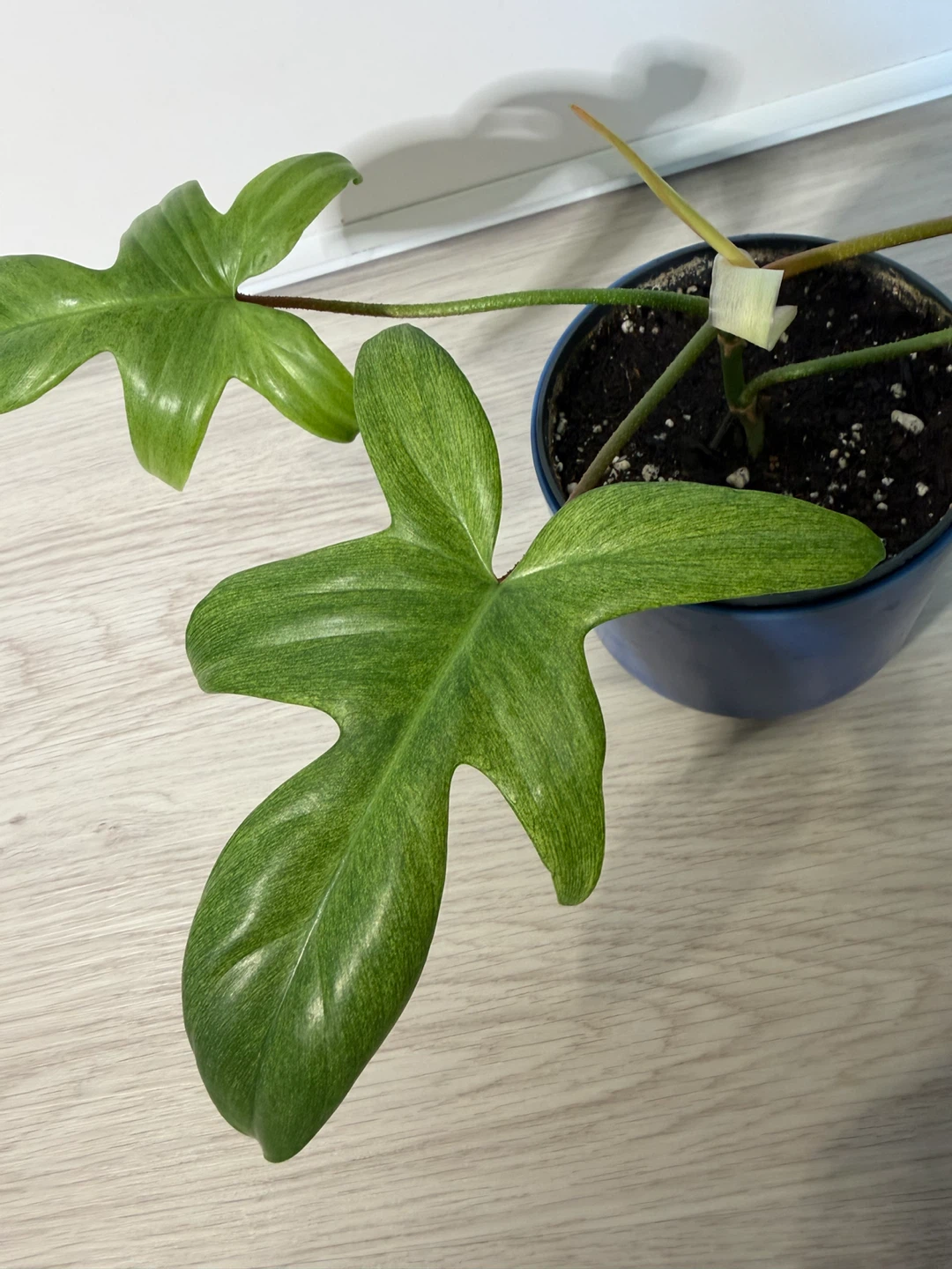 Healthy Philodendron Florida Ghost Plant in a Blue Pot - photo 2