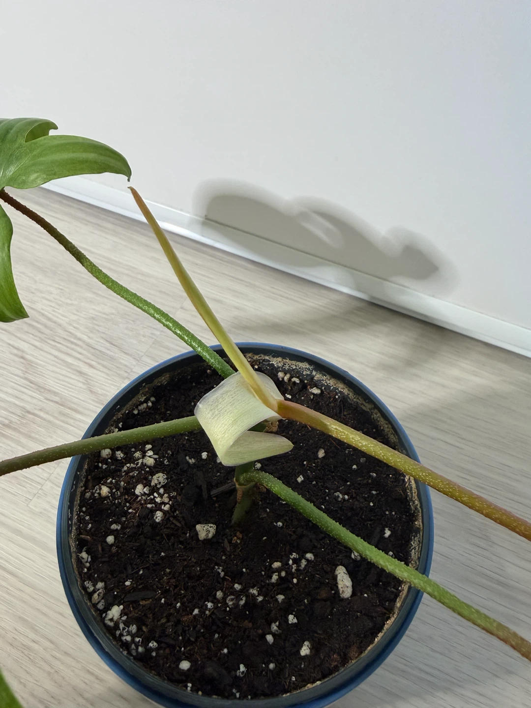 Healthy Philodendron Florida Ghost Plant in a Blue Pot - photo 3