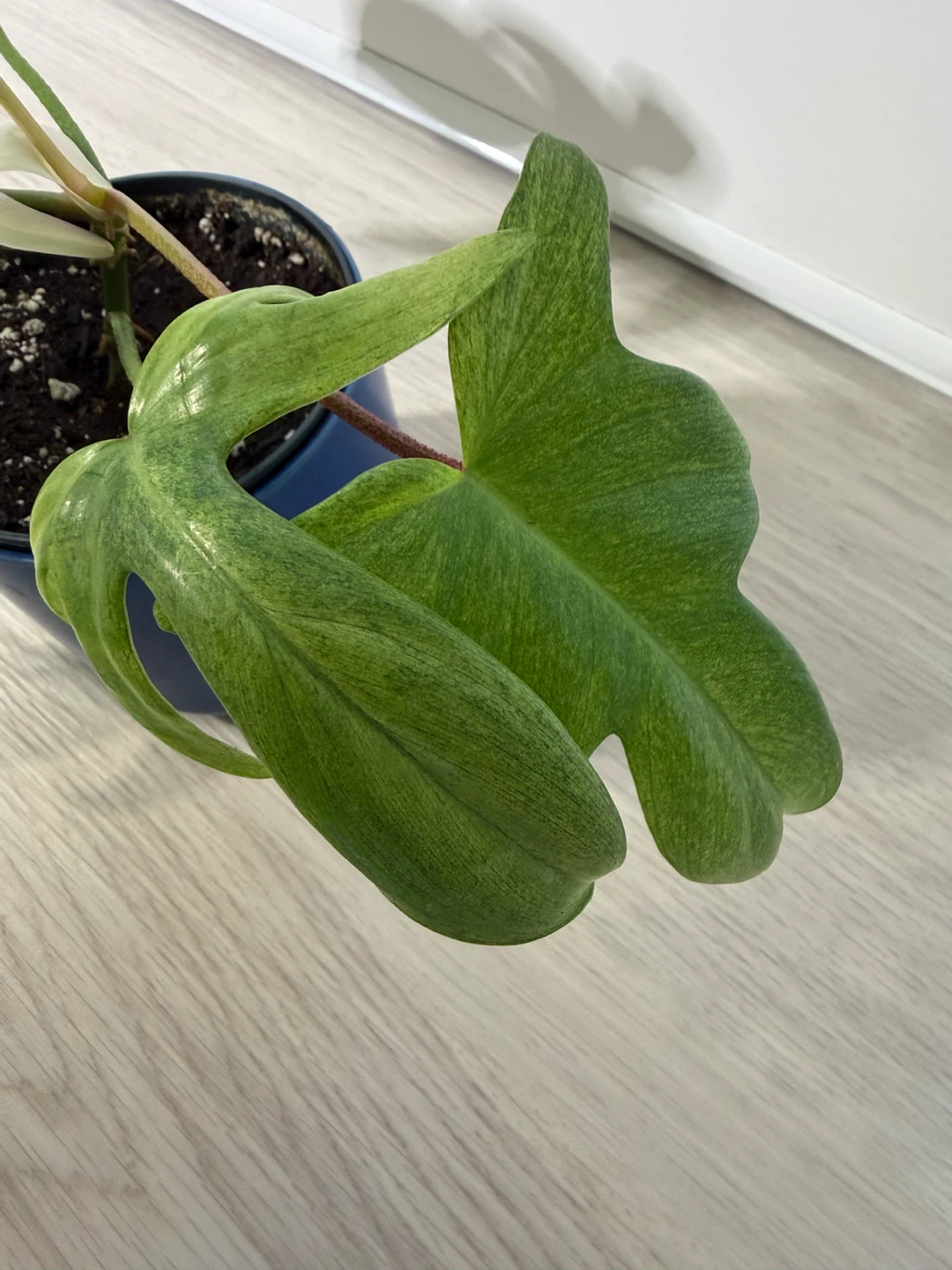 Healthy Philodendron Florida Ghost Plant in a Blue Pot - photo 4
