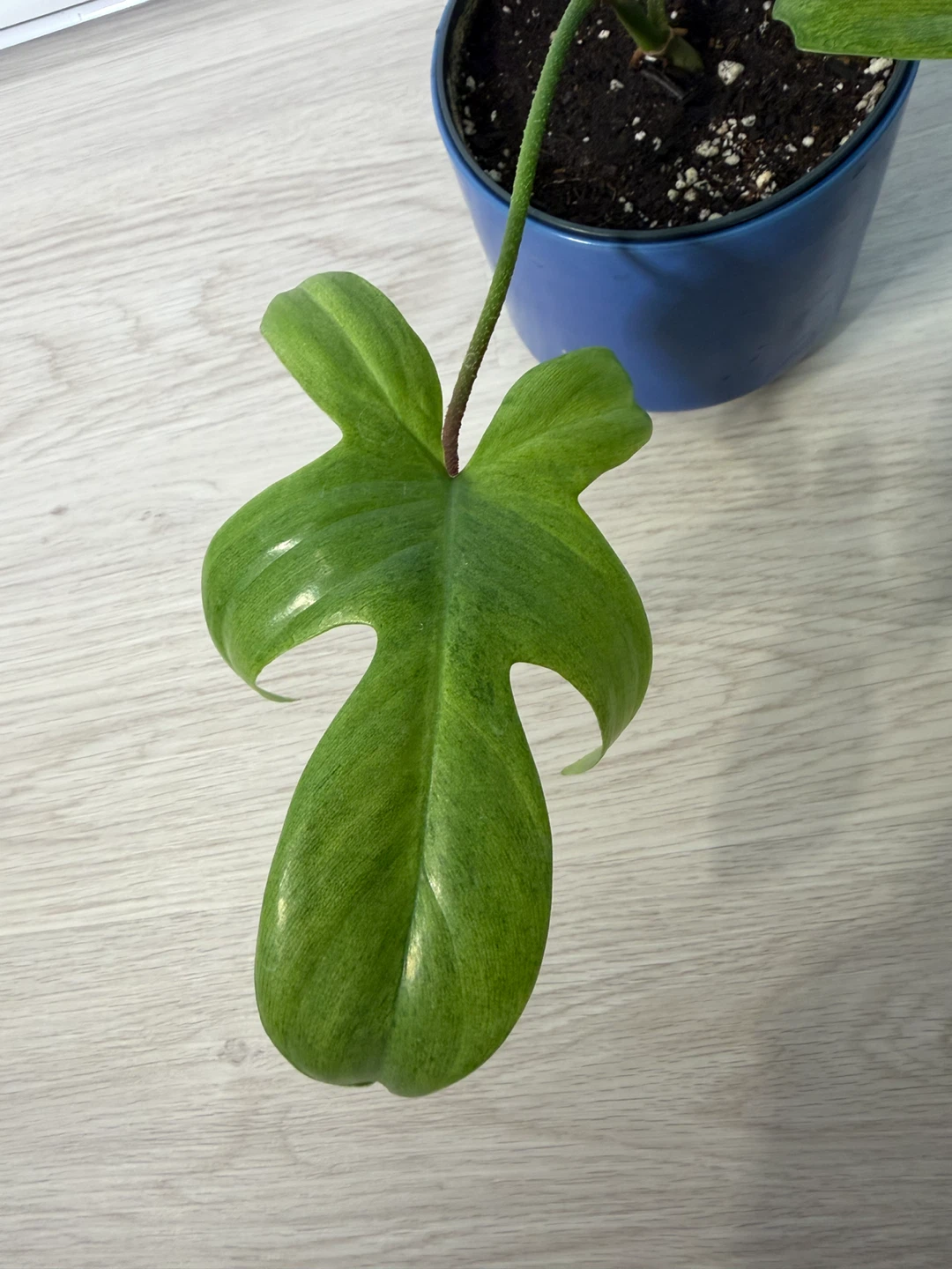 Healthy Philodendron Florida Ghost Plant in a Blue Pot - photo 5