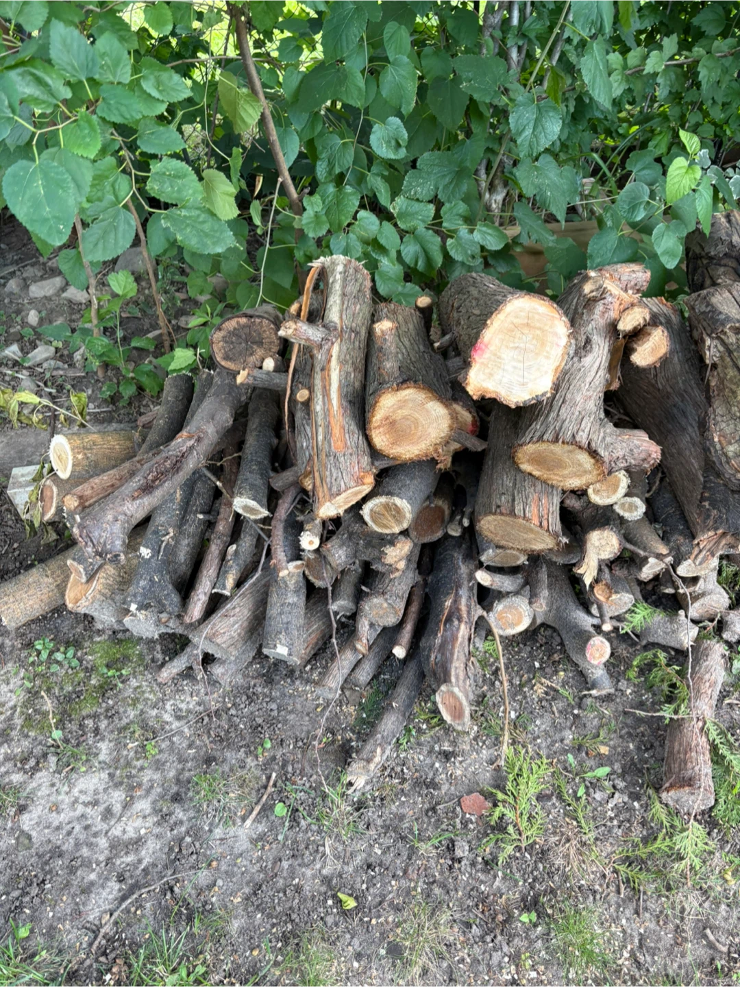 Free Firewood Logs - photo 2