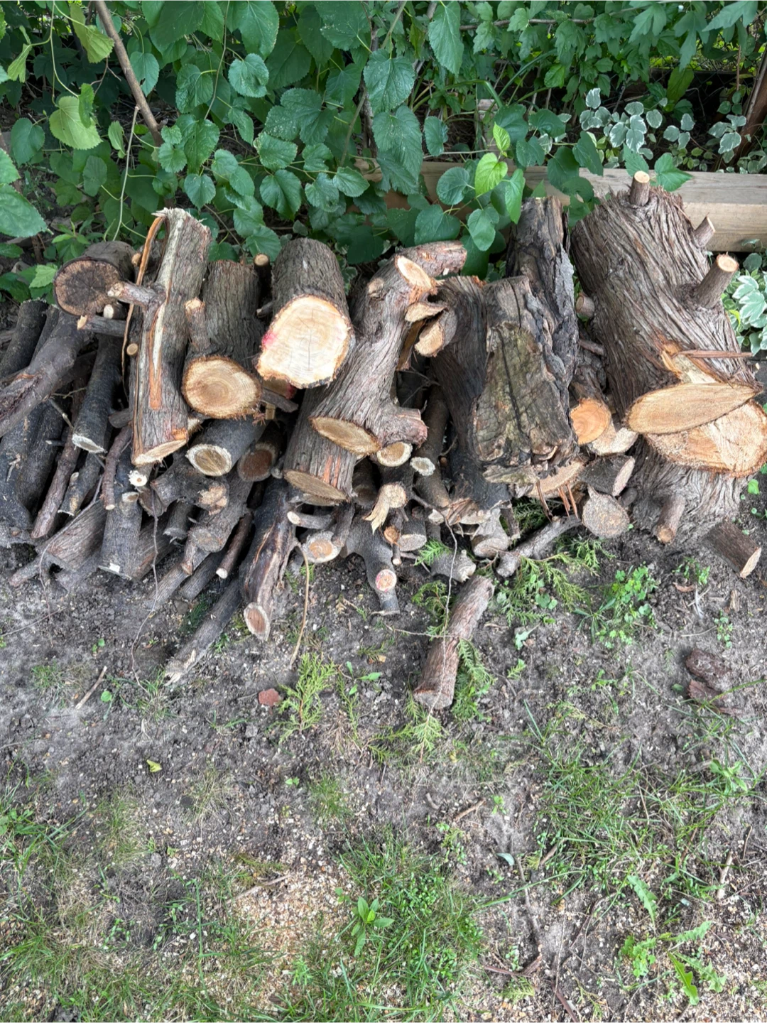Free Firewood Logs - photo 3