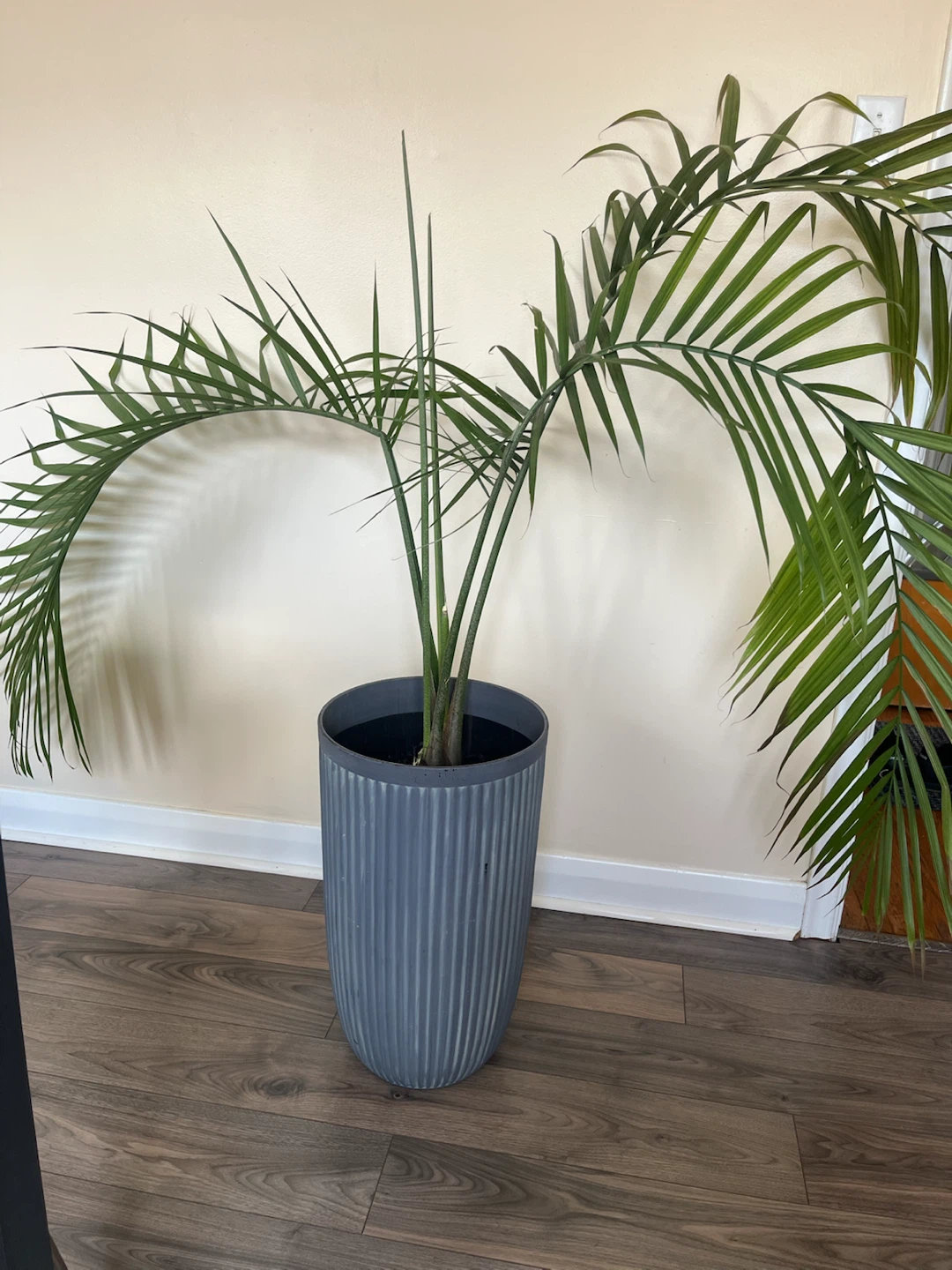 Large Grey Planter with Palm - photo 3