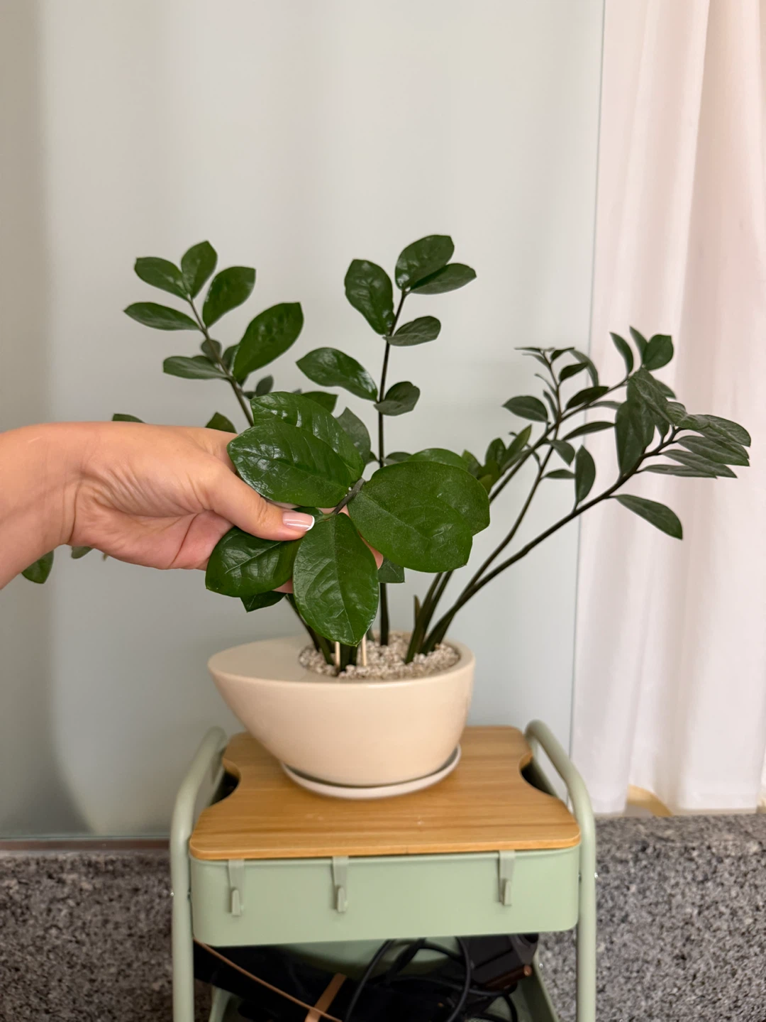 Big ZZ Plant in Cream Pot - photo 2