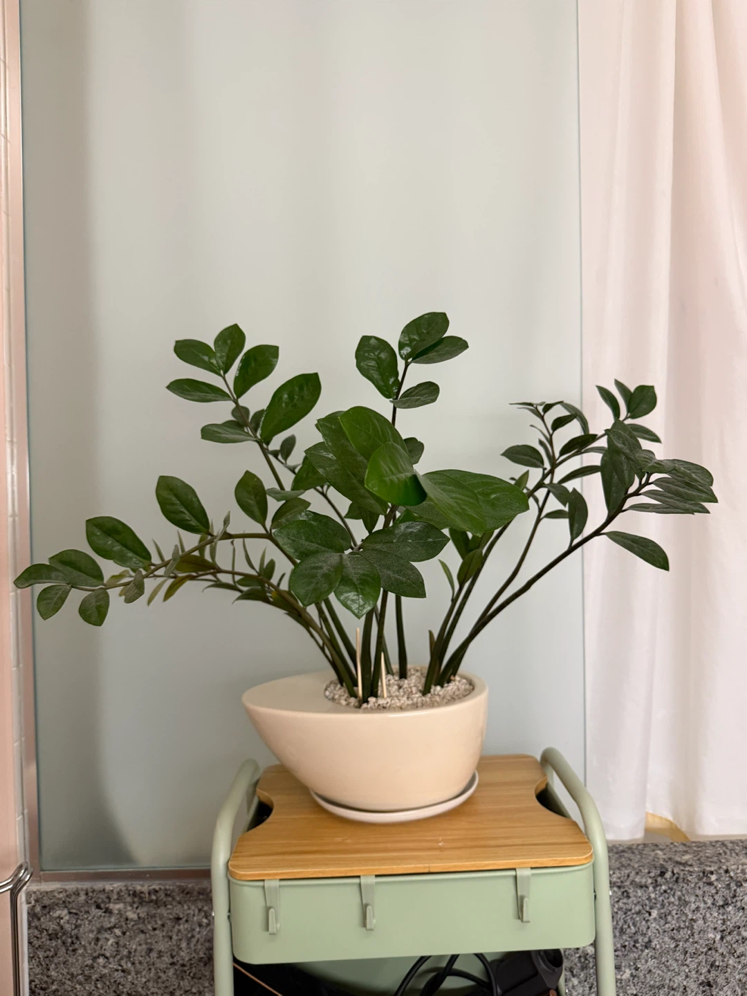 Big ZZ Plant in Cream Pot
