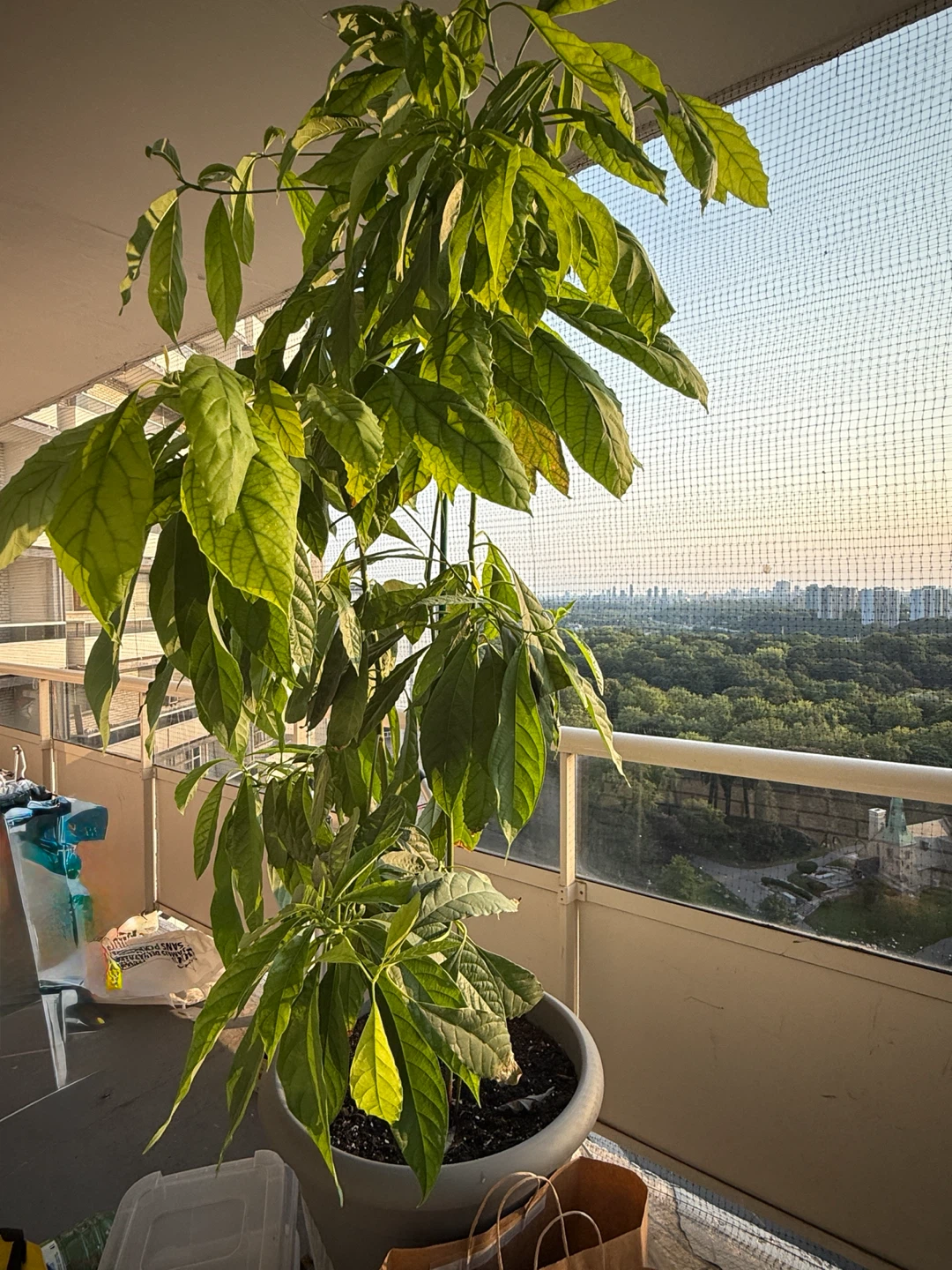 Tall Avocado Plant