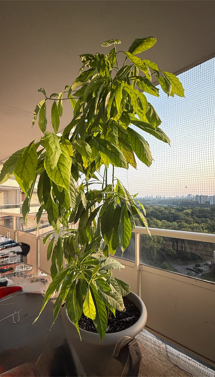 Tall Avocado Plant - photo 2