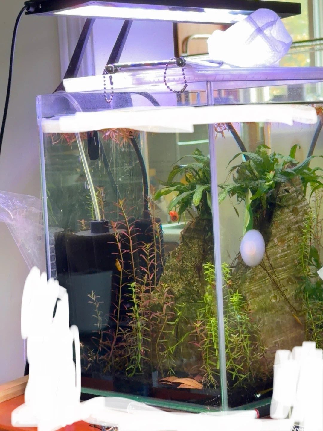Fluval chi 5 g tall established tank