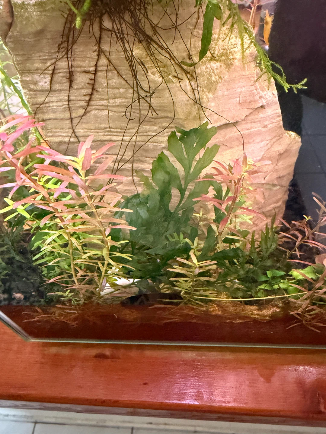 Fluval chi 5 g tall established tank - photo 2