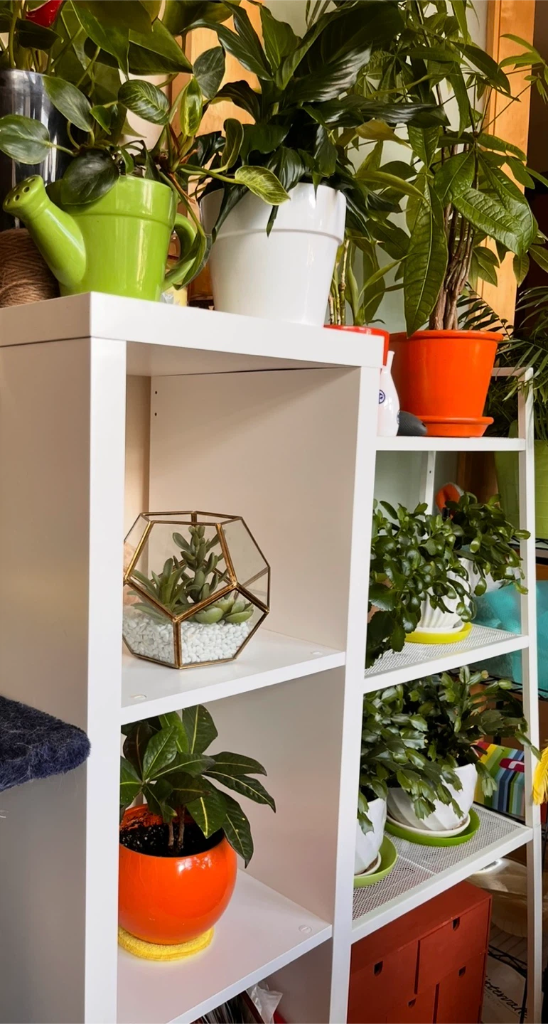 Geometric Terrarium - photo 3