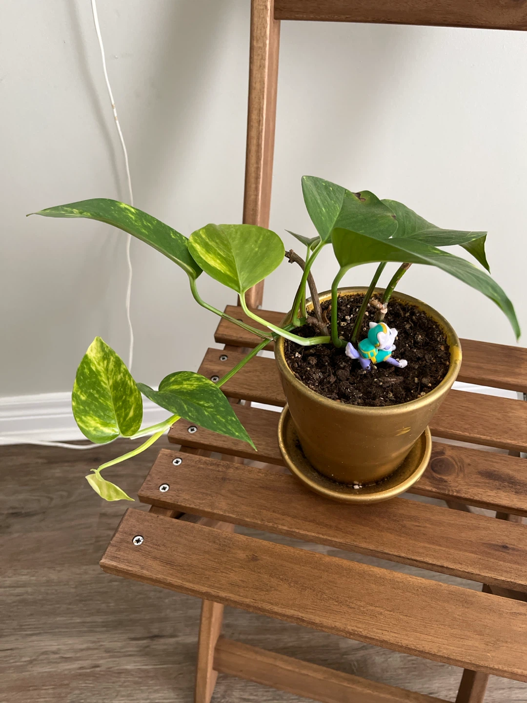Pothos Plant in Gold Pot