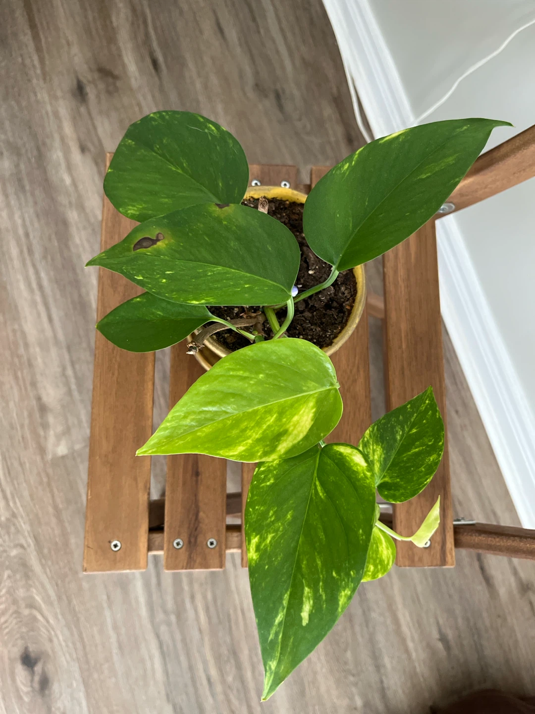 Pothos Plant in Gold Pot - photo 2