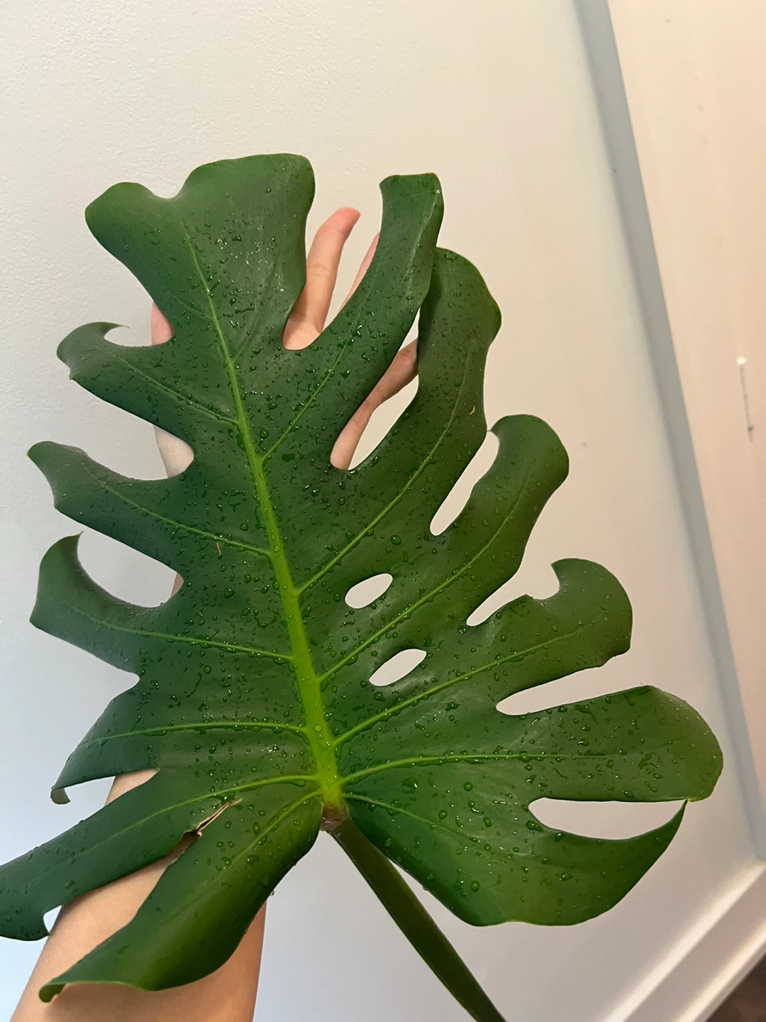 Large Monstera Deliciosa Plant Cutting with a new leaf