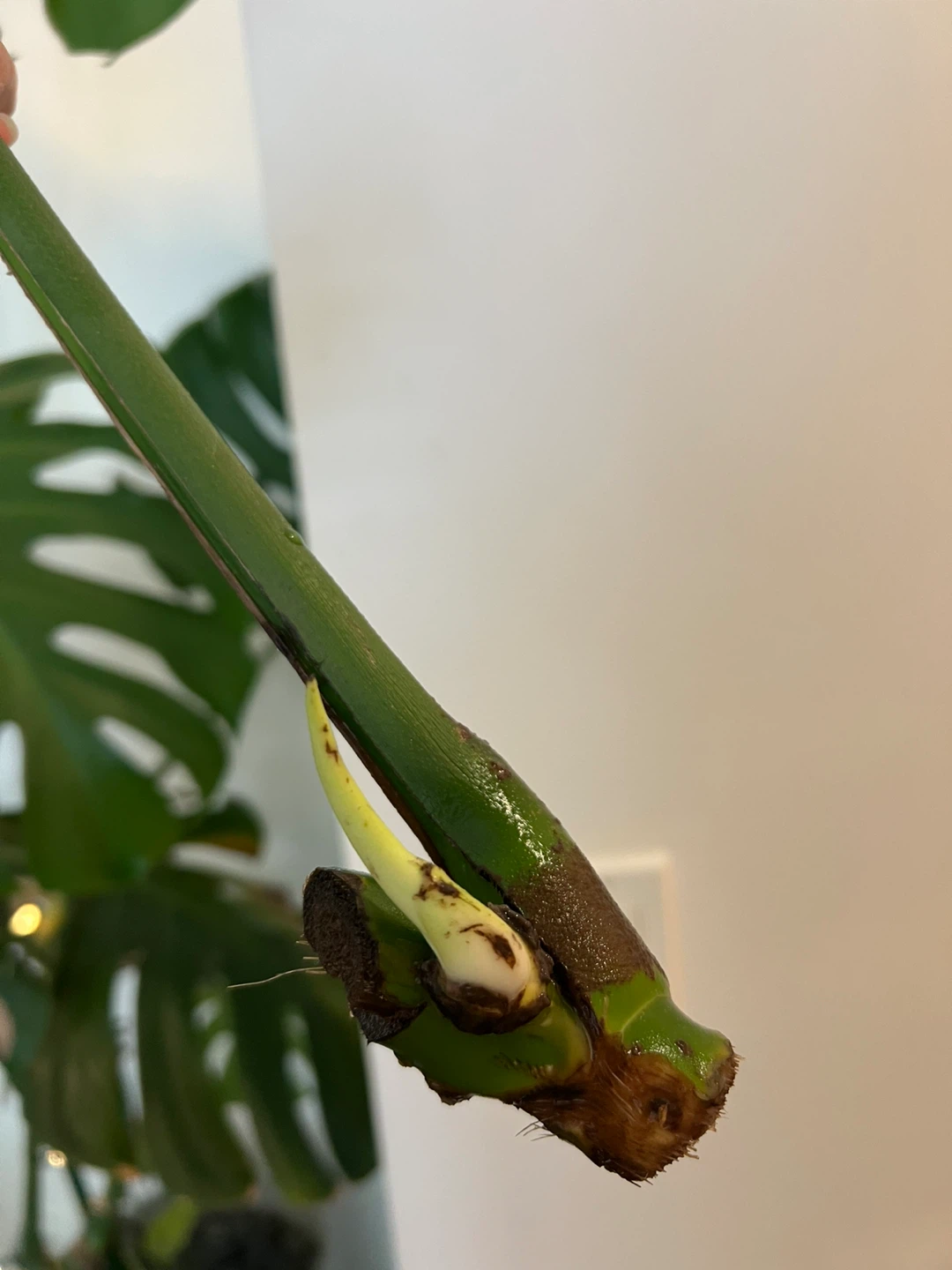 Large Monstera Deliciosa Plant Cutting with a new leaf - photo 2