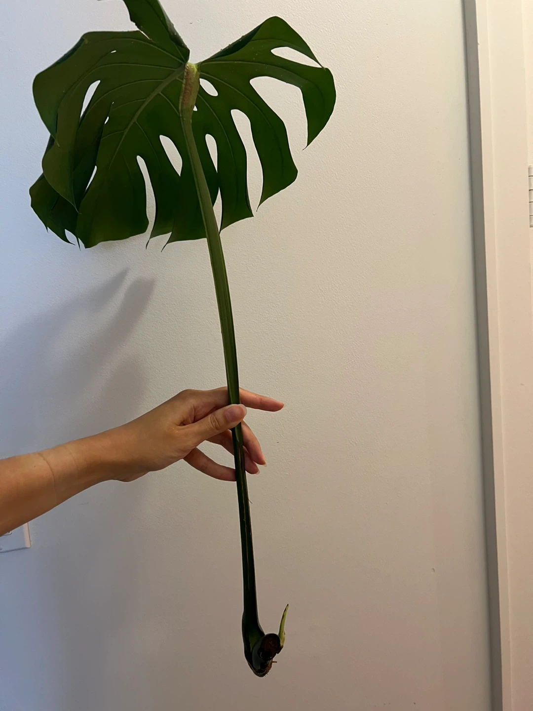 Large Monstera Deliciosa Plant Cutting with a new leaf - photo 3