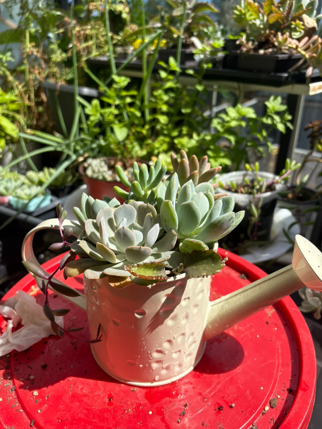 Assorted Succulent Plants in Decorative Watering Can