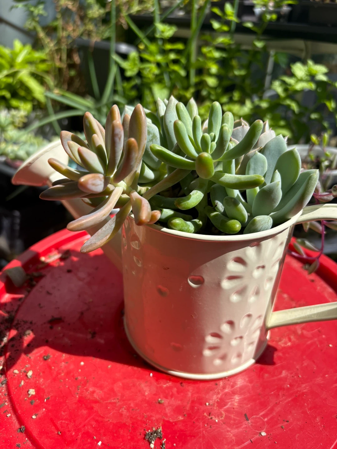 Assorted Succulent Plants in Decorative Watering Can - photo 2