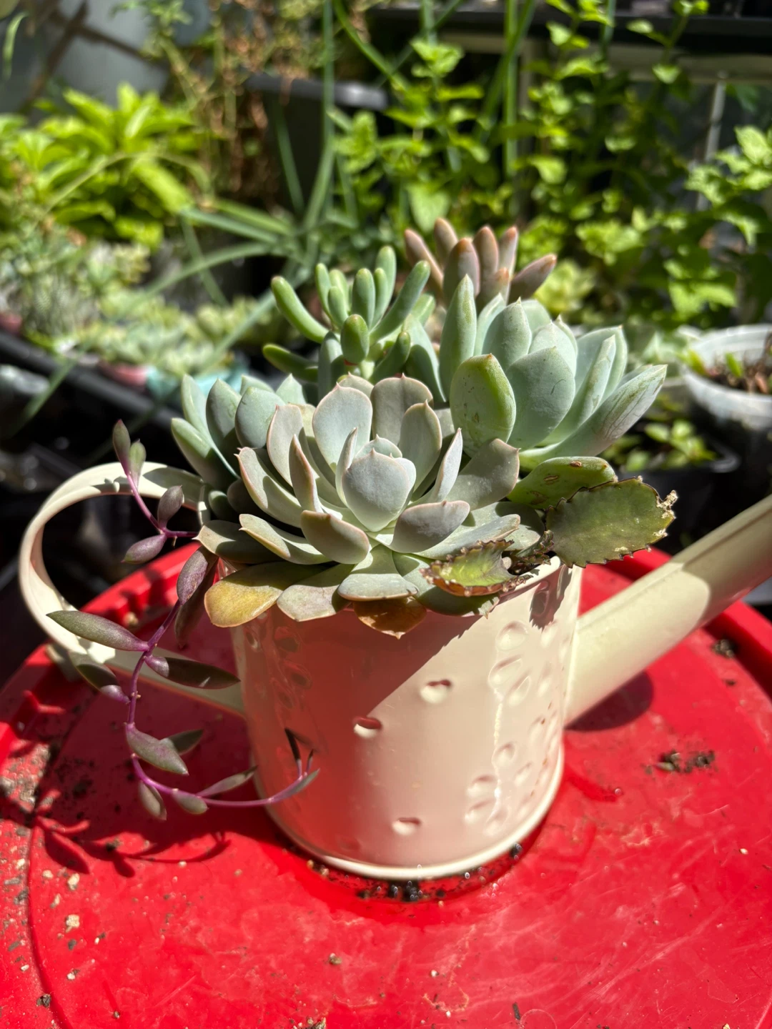 Assorted Succulent Plants in Decorative Watering Can - photo 3