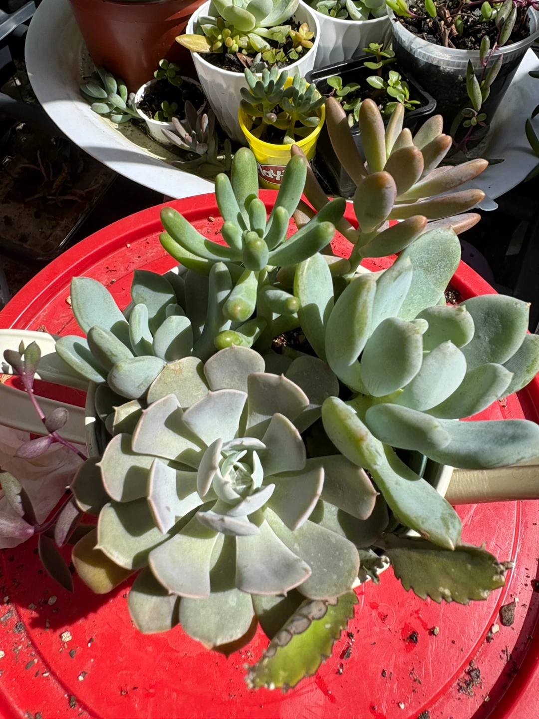Assorted Succulent Plants in Decorative Watering Can - photo 4