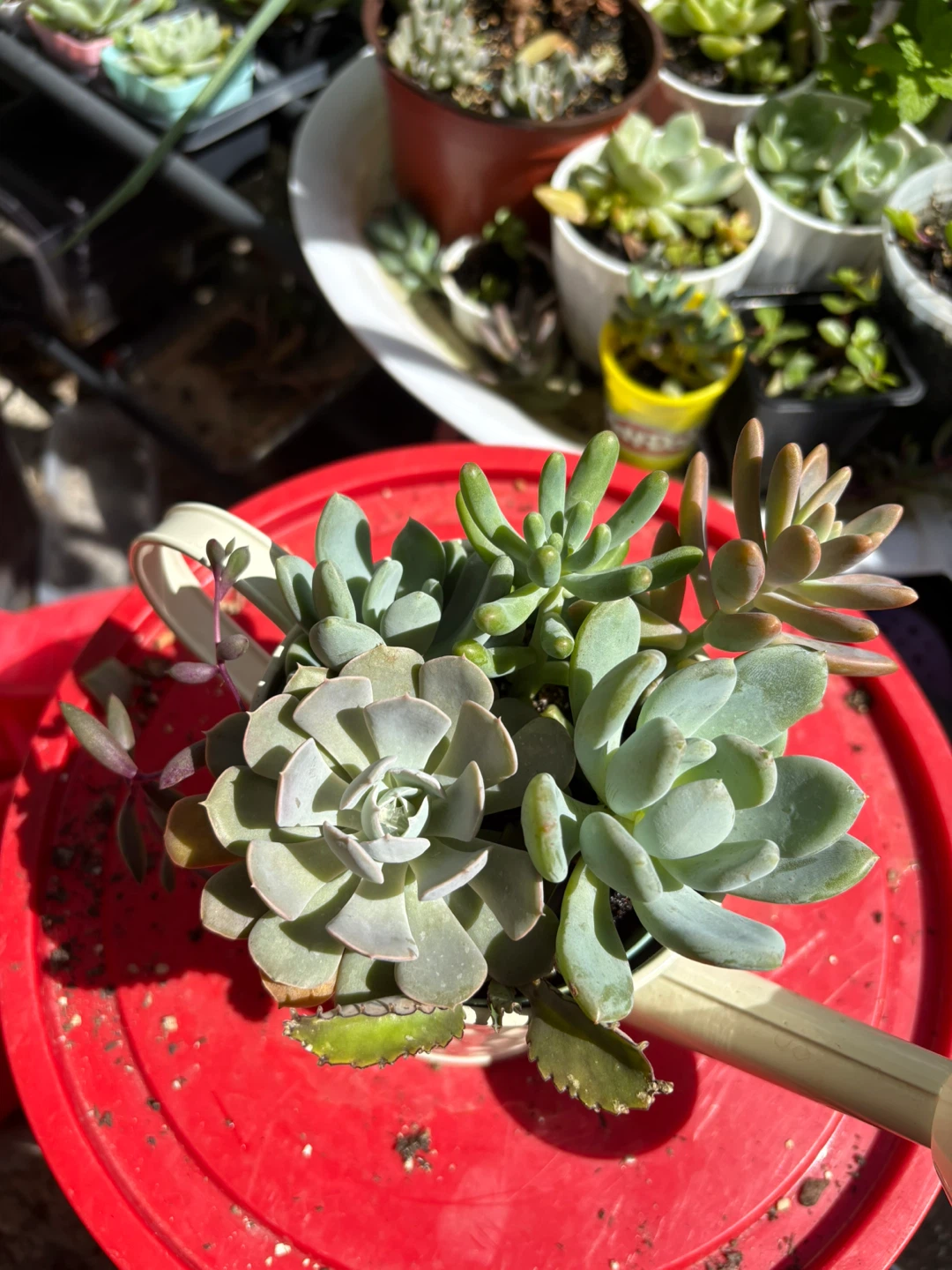 Assorted Succulent Plants in Decorative Watering Can - photo 5