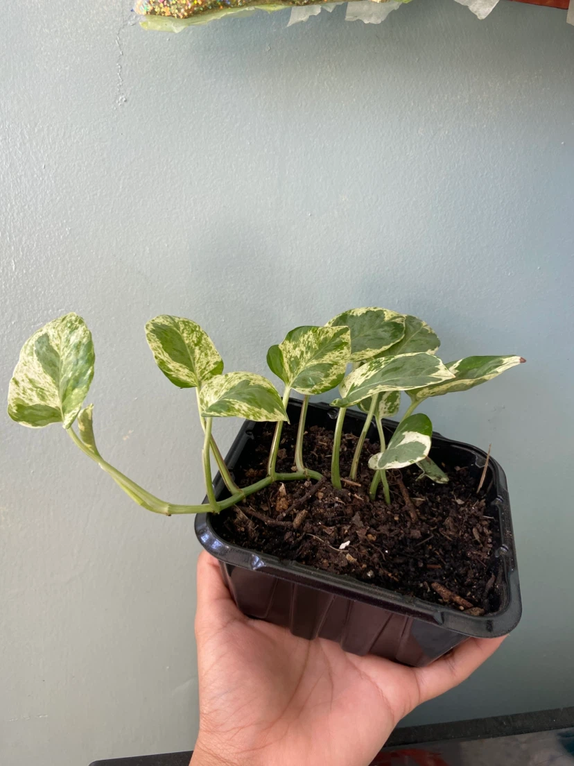 Pothos Plant