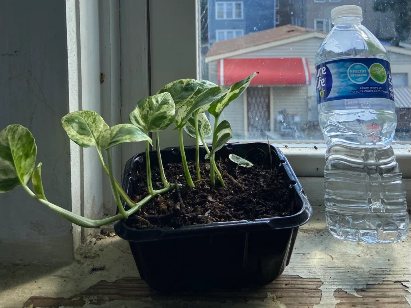 Pothos Plant - photo 2